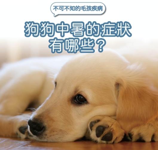 狗中暑症狀 狗中暑症狀
