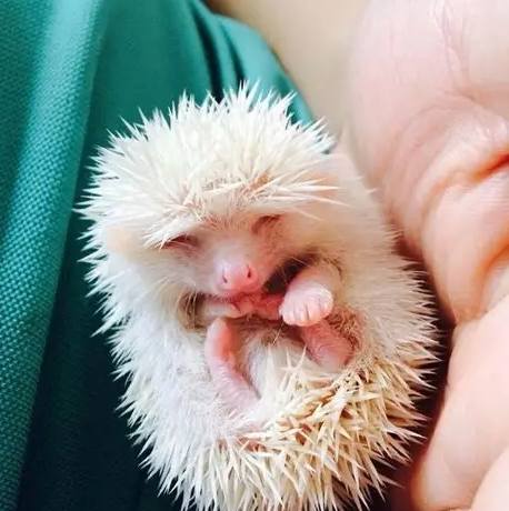 迷你刺蝟飼養方法 迷你刺蝟飼養方法