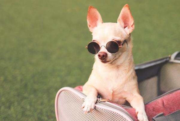 小型犬推薦 小型犬推薦