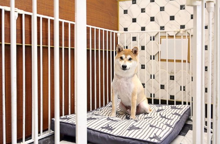 室內犬獨處焦慮 室內犬獨處焦慮