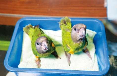 幼鳥生病症狀 幼鳥生病症狀
