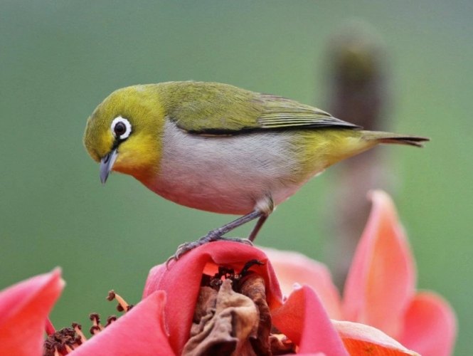 綠繡眼幼鳥 綠繡眼幼鳥