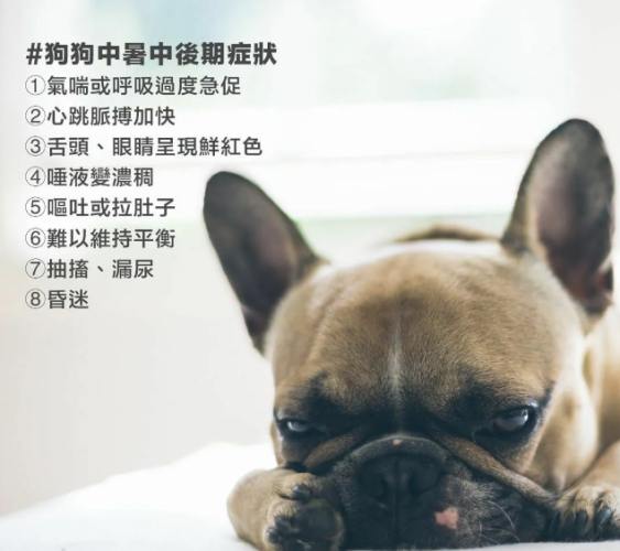 狗狗熱衰竭處理 狗狗熱衰竭處理