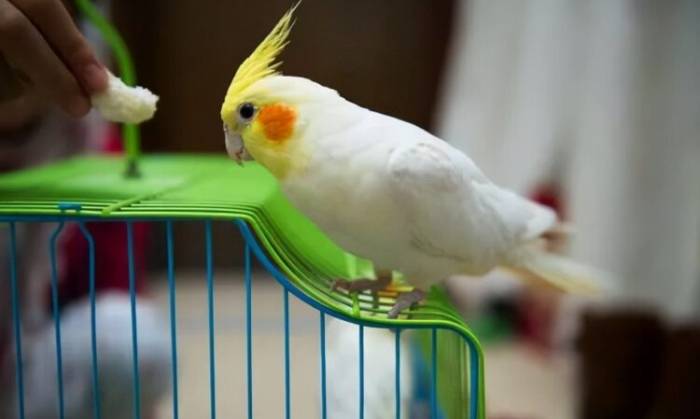 寵物鳥飼養方法 寵物鳥飼養方法