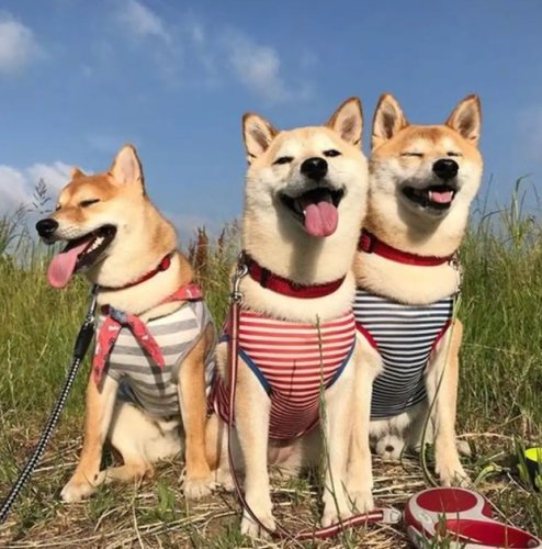 狗狗熱衰竭治療 狗狗熱衰竭治療