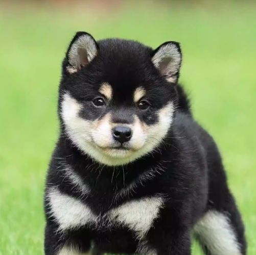 黑豆柴犬 黑豆柴犬