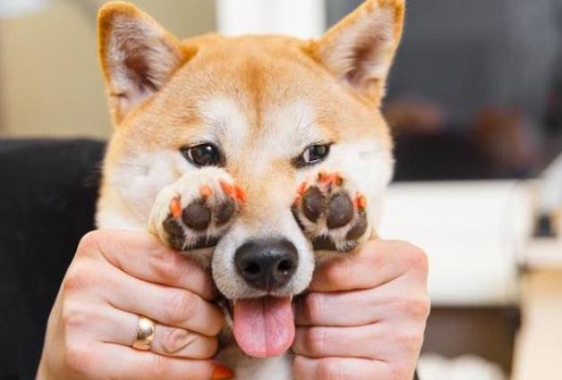 如何延長柴犬壽命 如何延長柴犬壽命
