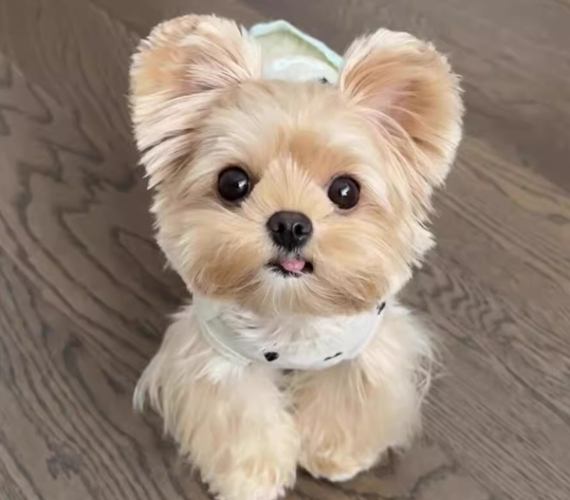犬種智商排行榜 犬種智商排行榜
