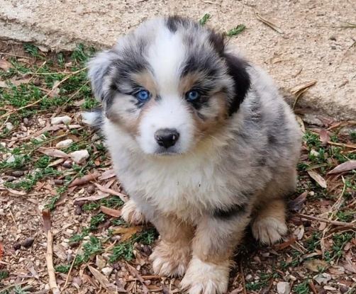 迷你牧羊犬健康 迷你牧羊犬健康