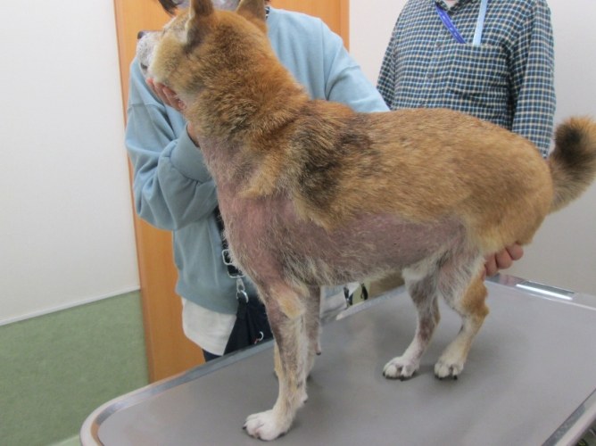 柴犬皮膚護理 柴犬皮膚護理
