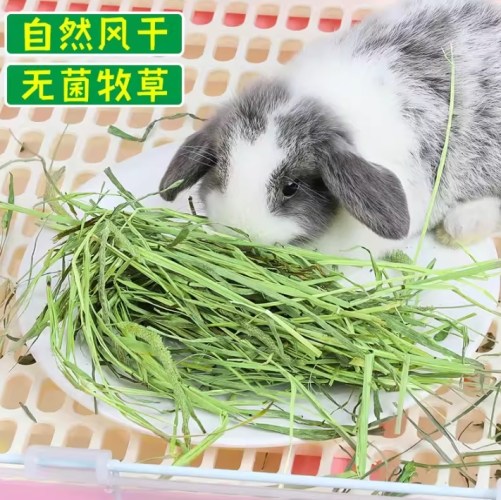 提摩西草營養價值 提摩西草營養價值