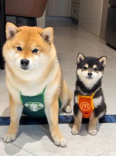 豆柴 柴犬 區別 豆柴 柴犬 區別