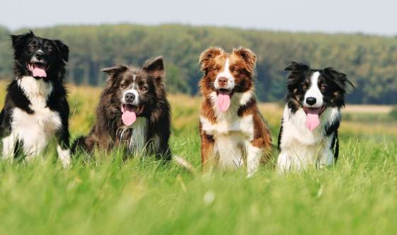 澳大利亞牧羊犬智商 澳大利亞牧羊犬智商