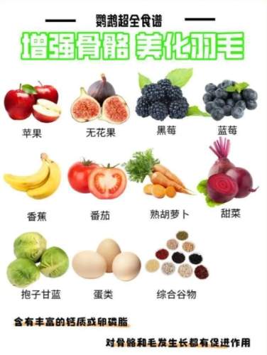 鸚鵡可以吃什麼 鸚鵡可以吃什麼