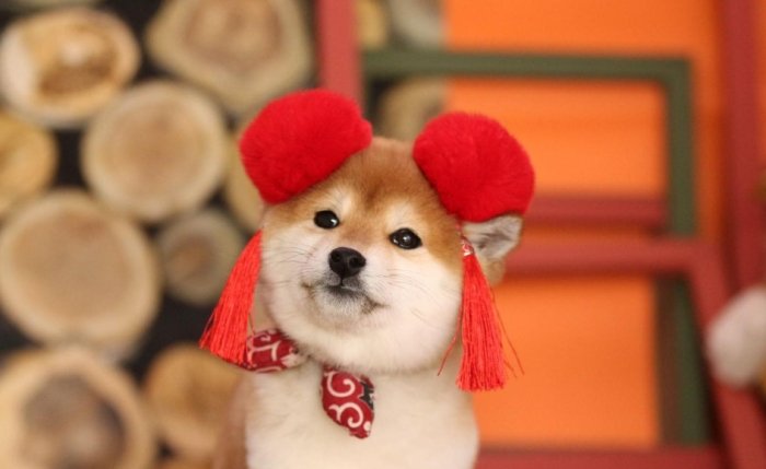 柴犬耳朵語言 柴犬耳朵語言