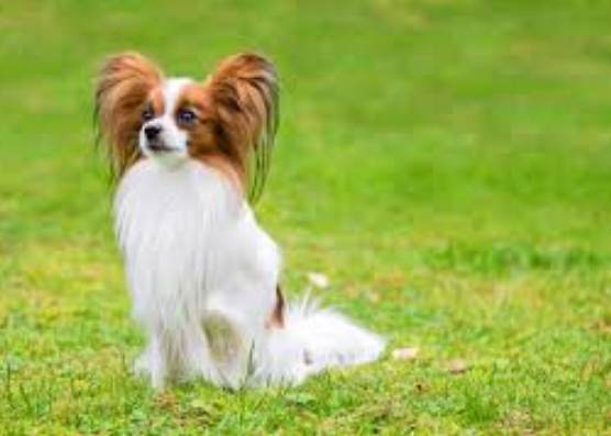 蝴蝶犬特性