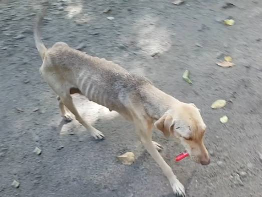 狗狗瘦弱治療 狗狗瘦弱治療
