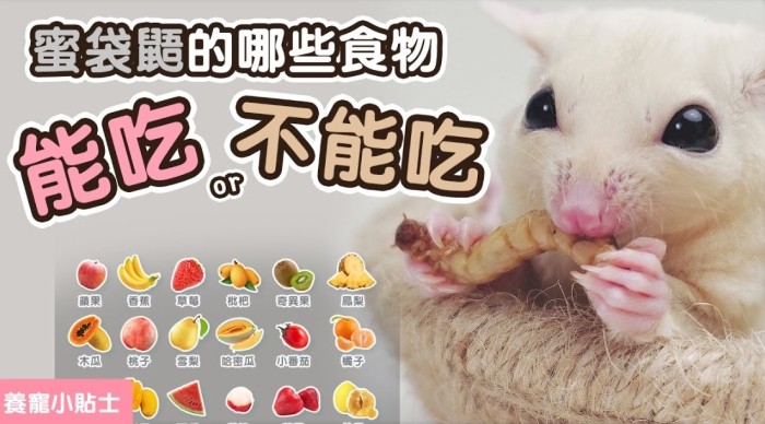蜜袋鼯食物清單 蜜袋鼯食物清單