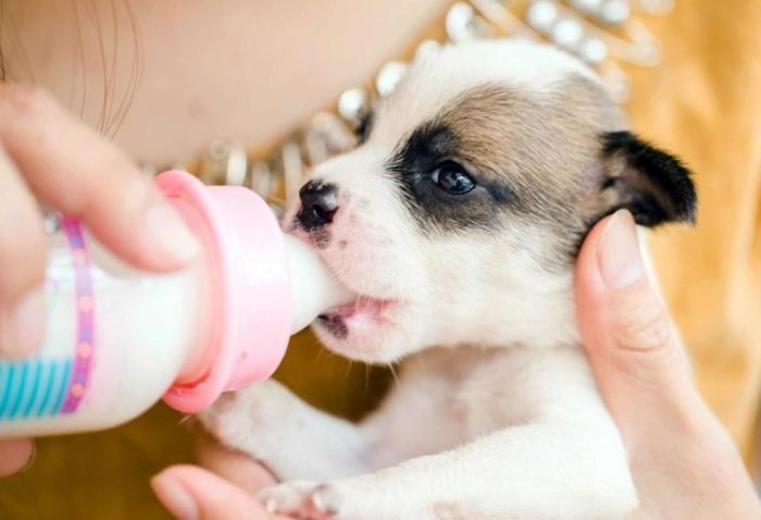 狗狗飼料份量 狗狗飼料份量