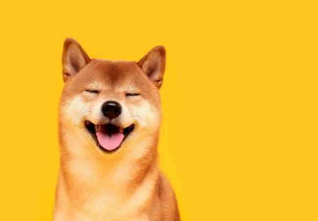 柴犬心情表達 柴犬心情表達