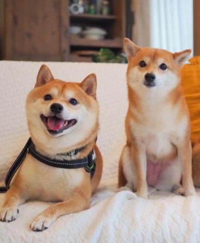 豆柴犬 優缺點 豆柴犬 優缺點