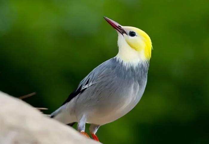 寵物鳥飼養方法 寵物鳥飼養方法