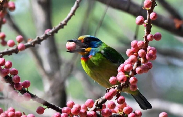 野鳥食物 野鳥食物