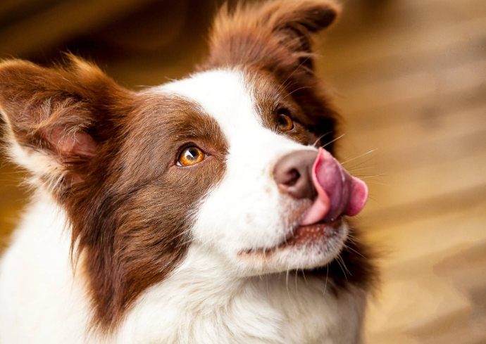犬类智商排行 犬类智商排行