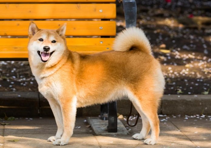 柴犬皮膚病症狀 柴犬皮膚病症狀