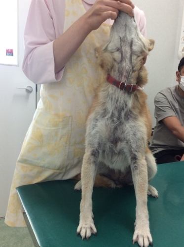 柴犬皮膚病治療 柴犬皮膚病治療