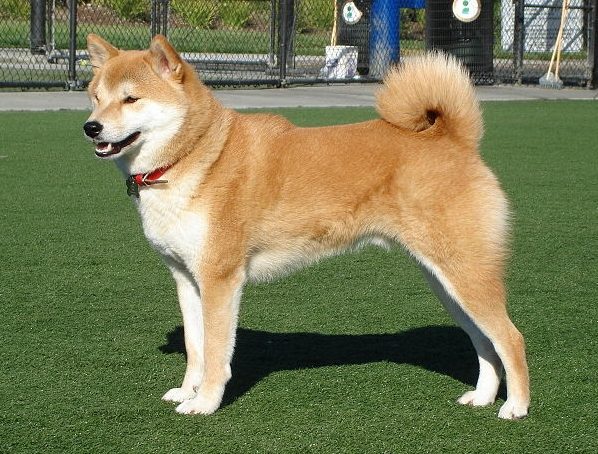 柴犬情緒解讀 柴犬情緒解讀