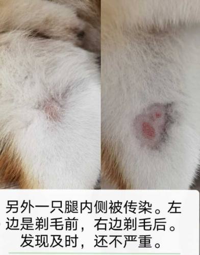 柴犬皮膚病症狀 柴犬皮膚病症狀