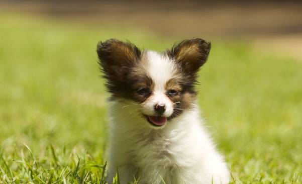 蝴蝶犬飼養 蝴蝶犬飼養