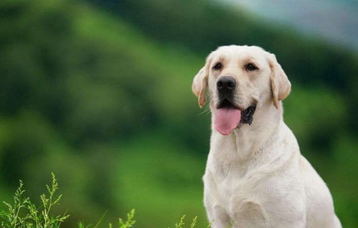 拉布拉多犬優點 拉布拉多犬優點