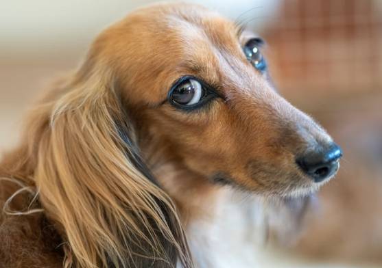 長毛臘腸犬飼養 長毛臘腸犬飼養