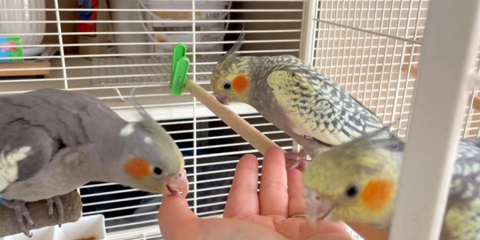 玄鳳鸚鵡食物 玄鳳鸚鵡食物
