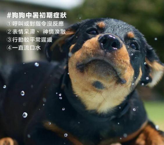 狗狗慢性中暑預防 狗狗慢性中暑預防