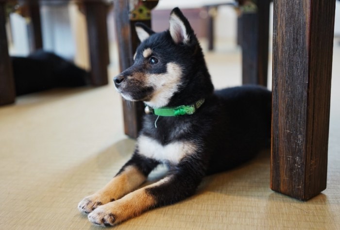 豆柴犬 飼養 豆柴犬 飼養