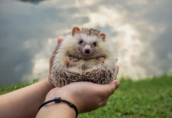 迷你刺蝟飼養方法 迷你刺蝟飼養方法