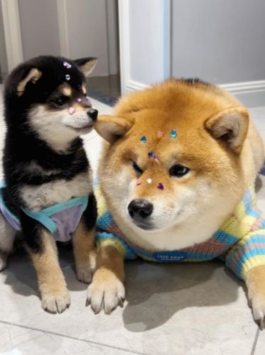 豆柴柴犬差別 豆柴柴犬差別