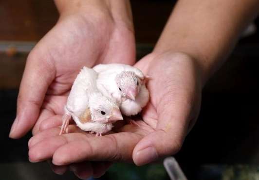 幼鳥照顧方法 幼鳥照顧方法