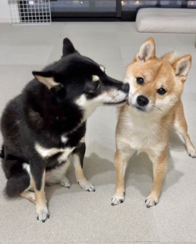 柴犬颜色选择 柴犬颜色选择