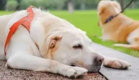 狗狗腹瀉處理 狗狗腹瀉處理