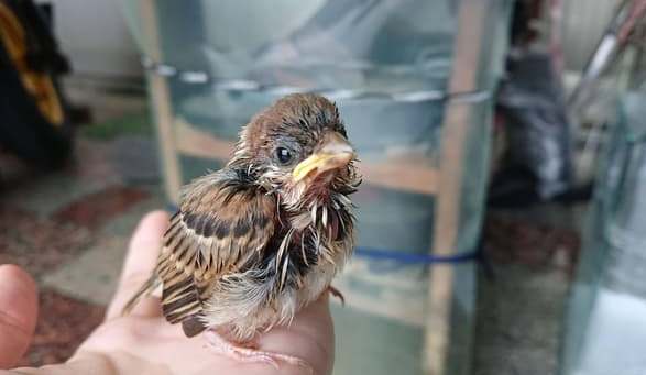 麻雀幼鳥食物 麻雀幼鳥食物