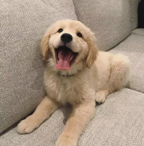 狗狗冷天照顾 狗狗冷天照顾