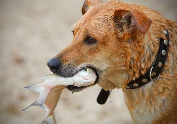 海鮮對狗的影響 海鮮對狗的影響