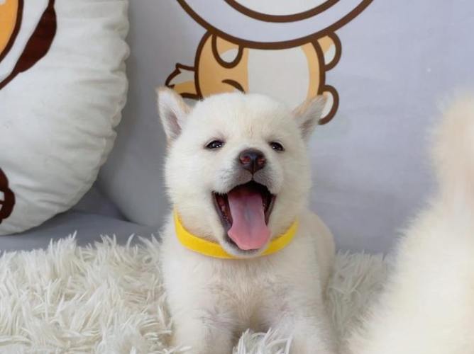 柴犬耳朵語言 柴犬耳朵語言