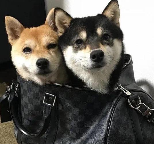 豆柴柴犬差別 豆柴柴犬差別