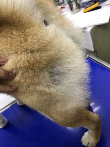柴犬皮膚病治療 柴犬皮膚病治療