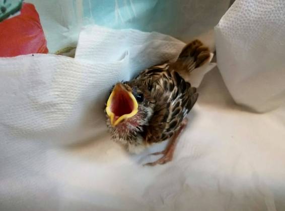 麻雀幼鳥餵食 麻雀幼鳥餵食